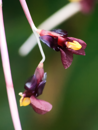 Marantochloa