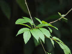Nekemias cantoniensis, photograph 葉子, CC0, iNaturalist via GBIF