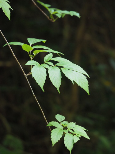 Nekemias cantoniensis, photograph 2