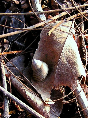 Filopaludina sumatrensis