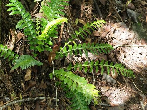 Image of Asplenium kaulfussii by (c) Kevin Faccenda, some rights reserved (CC BY)