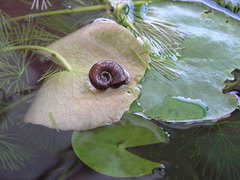 Indoplanorbis exustus