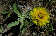 Helichrysum aureum