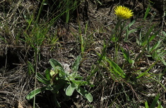Helichrysum aureum