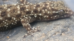 Hemidactylus brookii