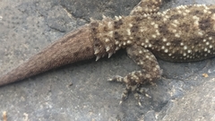 Hemidactylus brookii