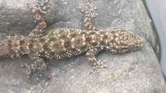 Hemidactylus brookii