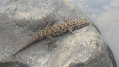 Hemidactylus brookii