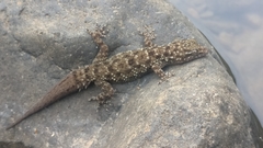 Hemidactylus brookii