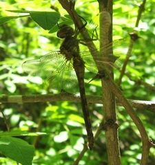 Neurocordulia yamaskanensis