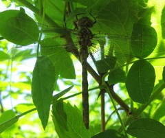 Neurocordulia yamaskanensis