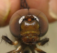 Neurocordulia yamaskanensis