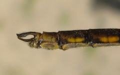 Neurocordulia yamaskanensis