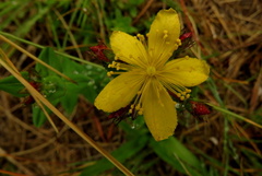 Hypericum aethiopicum