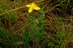 Hypericum aethiopicum