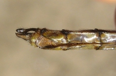 Neurocordulia yamaskanensis