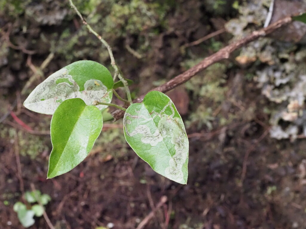 Leafminer fly