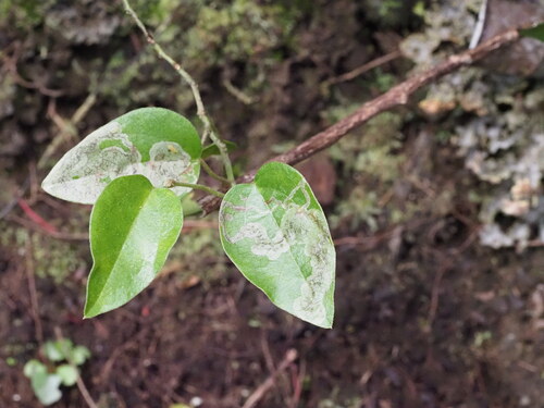 Leafminer fly