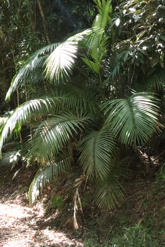 Image of Calamus moti by (c) Thomas Mesaglio, some rights reserved (CC BY)