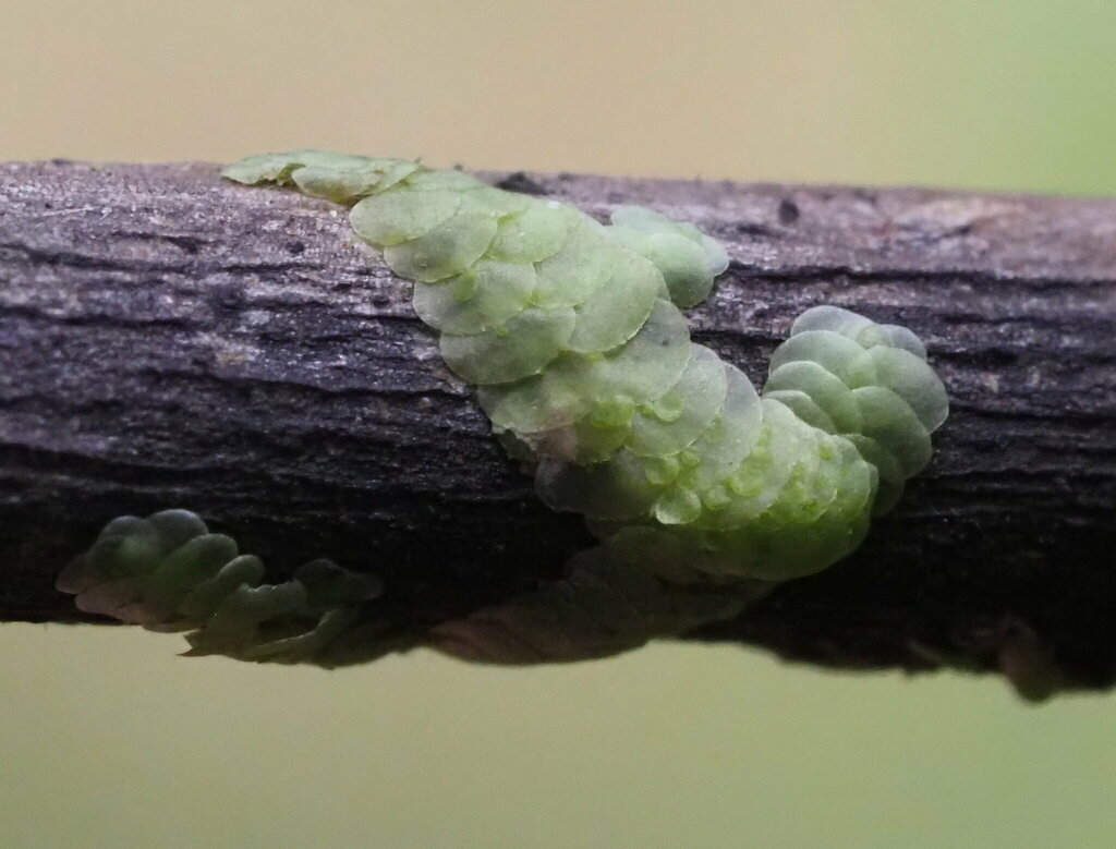 Radula acutangula