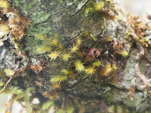 Aerobryopsis longissima