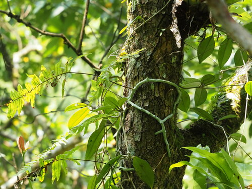 Image of Goniophlebium formosanum by no rights reserved