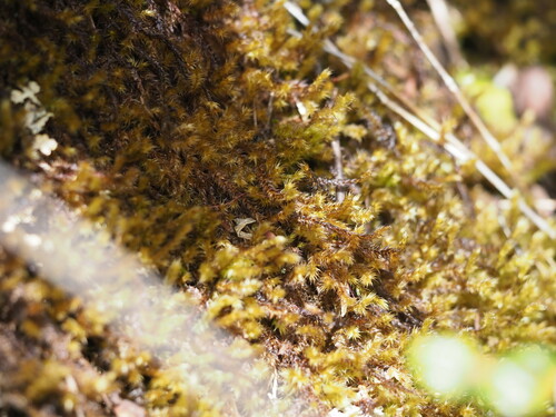 Aerobryopsis longissima observed 2023-05-28