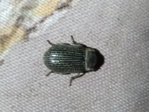 Trox perrisii