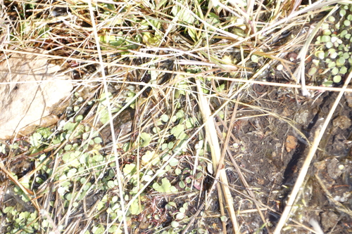Image of Limosella vesiculosa by (c) Tony Rebelo, some rights reserved (CC BY-SA)