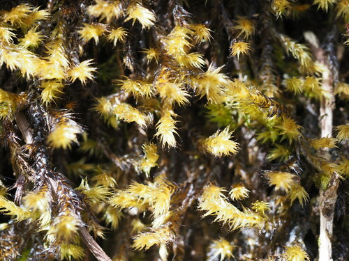 Aerobryopsis longissima observed 2023-05-28