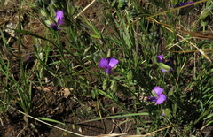 Polygala gracilenta