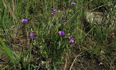 Polygala gracilenta