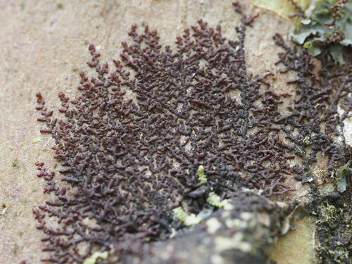 Frullania meyeniana