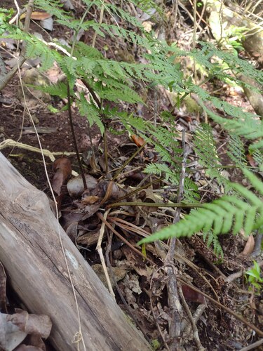 Dryopteris sandwicensis observed 2023-05-28