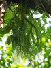 Coarse Tassel Fern - Photo no rights reserved, uploaded by 葉子
