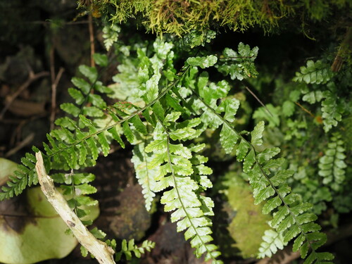 Image of Asplenium macraei by (c) Kevin Faccenda, some rights reserved (CC BY)