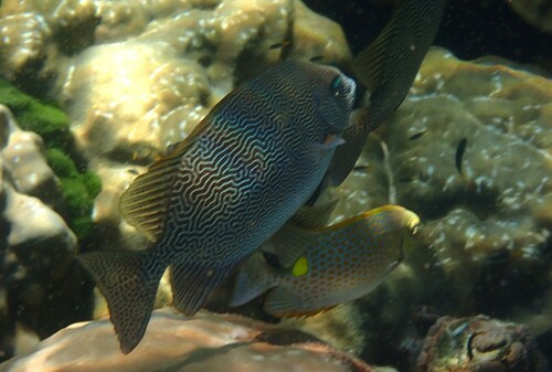 Maze rabbitfish (Siganus vermiculatus) — Siganidae — 5