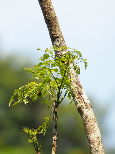 Image of Radermachera sinica by no rights reserved