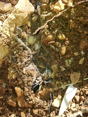 Hogna ferox