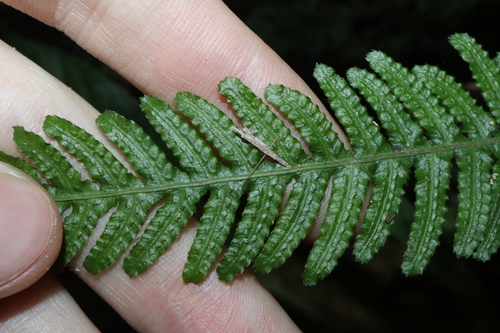 Image of Blechnum medium by (c) Thomas Mesaglio, some rights reserved (CC BY)