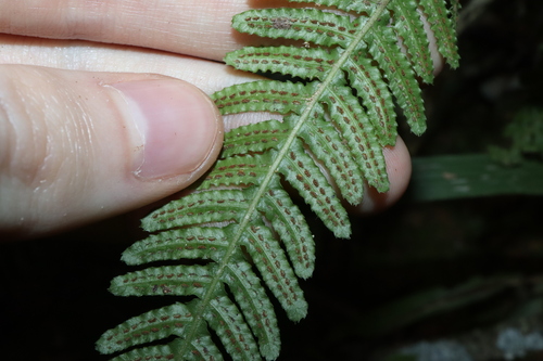Image of Blechnum medium by (c) Thomas Mesaglio, some rights reserved (CC BY)