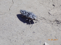Chalcophora mariana