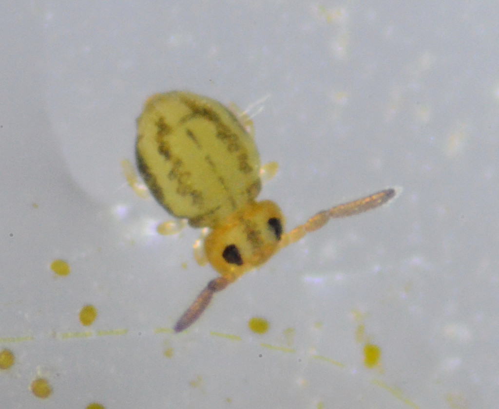 Globular springtail