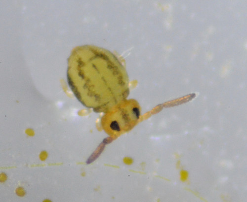 Globular springtail