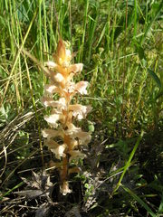 Orobanche amethystea
