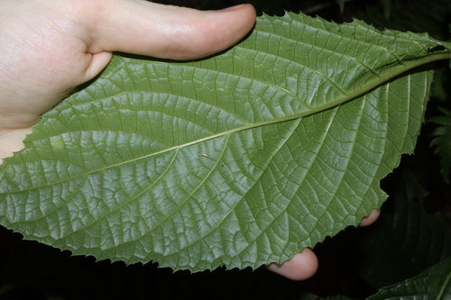 Image of Abrophyllum ornans by (c) Thomas Mesaglio, some rights reserved (CC BY)
