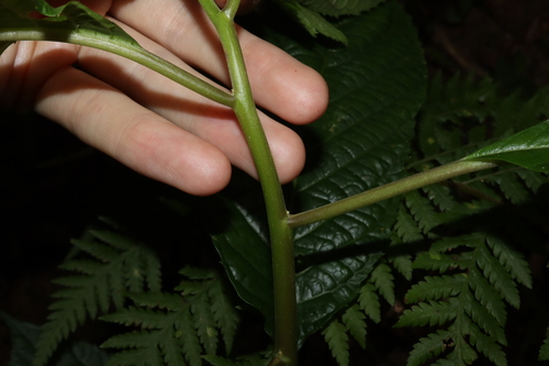 Image of Abrophyllum ornans by (c) Thomas Mesaglio, some rights reserved (CC BY)
