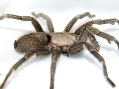 Chaetopelma olivaceum