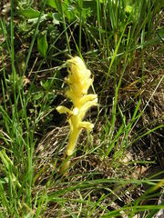Orobanche teucrii
