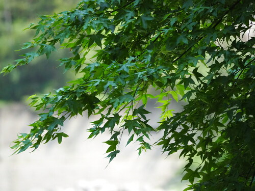 Acer serrulatum